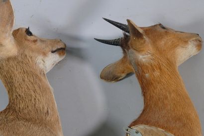 null Three African dwarf antelopes in a cloak: Ourebia ourebi, Cephalophus rufilatus...