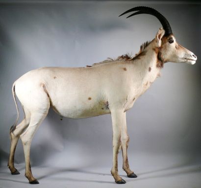 null Full length roan hippotragus - Hippotragus equinus. Average condition: discoloration...