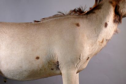 null Full length roan hippotragus - Hippotragus equinus. Average condition: discoloration...