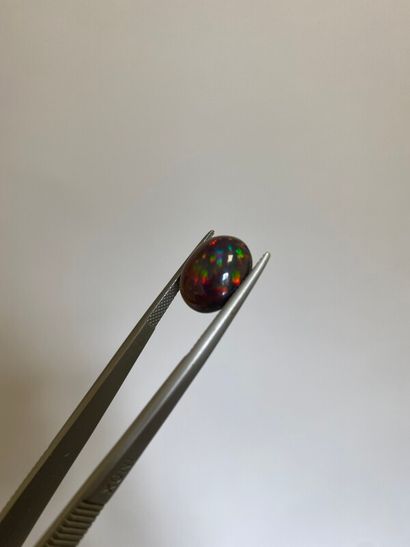 null Cabochon ovale d'opale noire - 5 ct
