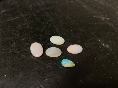 null Cinq cabochons d'opale dont une en goutte sur papier : 2, 95 ct 2,85 - 2,65...