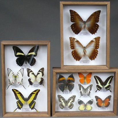null Lépidoptères exotiques dont Morpho couple -

Trois coffrets 26 x 19 cm.