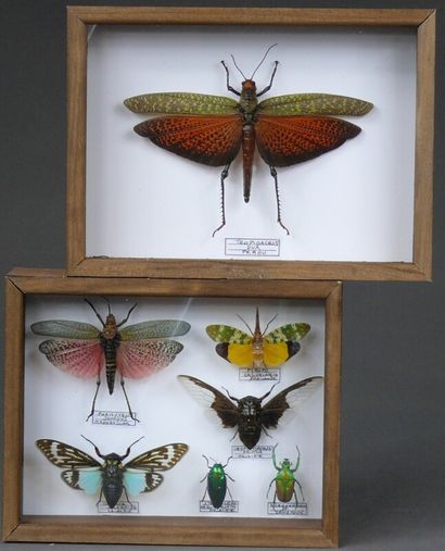 Insectes exotiques - deux coffrets 26 x 19...