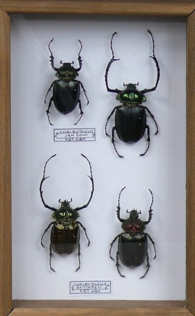 null Vietnamese beetles - Cheirotonus macleayi - pair and Ch. battarelli pair
