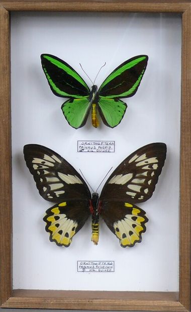 null Ornithoptera priamus poseidon couple - Nouvelle Guinée - coffret 32 x 20 cm....
