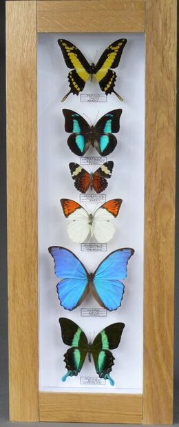 null Decorative vertical box of exotic butterflies including Morpho, Papilio blumei...