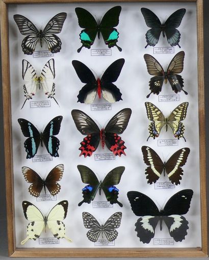 null Papilionidae du monde : Afrique, Asie

Format 50 x 39 cm.