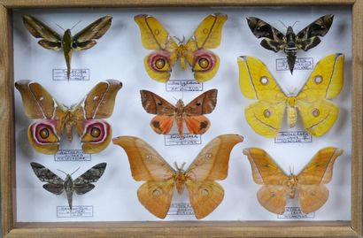 null Divers lépidoptères nocturnes exotiques : Attacidae, Sphinx, Noctuidae - coffret...