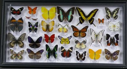 Grand coffret de papillons exotiques spectaculaires...