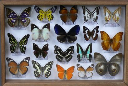 null Lepidoptera of the high forests of Malaysia and Indonesia including Sasakia,...