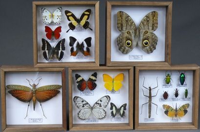 null Cinq coffrets de papillons et insectes exotiques - 19 x 19 cm.