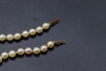 null Necklace of cultured pearls with gold spacers every five pearls. Clasp in yellow...