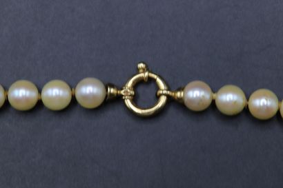 null Necklace of pearls (6.4 to 6.9 mm), clasp buoy in yellow gold 750 thousandths....