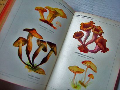 null 37. [Champignons]. Ensemble de 16 ouvrages sur les champignons dont :
- DURAND...