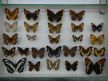 null Boîte entomologique vitrée comprenant 26 spécimens de lépidoptères exotiques...