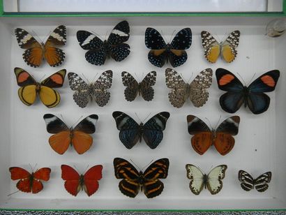 null Glass entomological box containing 17 specimens of exotic diurnal lepidoptera...
