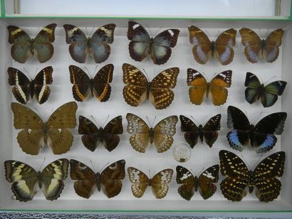 null Glass entomological box containing 20 specimens of diurnal exotic lepidoptera...