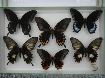 null Glass entomological box containing 6 specimens of the exotic diurnal lepidopteran...