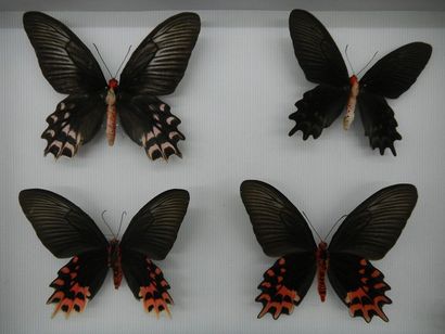 null Glass entomological box containing 4 specimens of the exotic diurnal lepidopteran...