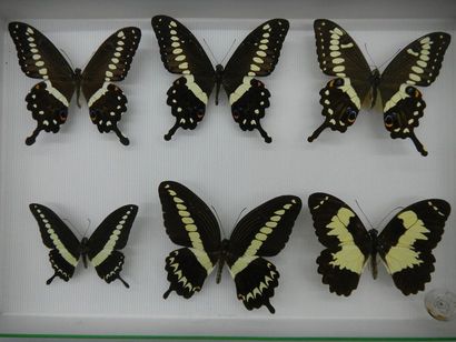 null Glass entomological box containing 6 specimens of the exotic diurnal lepidopterans...