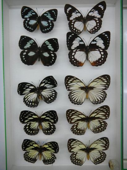 null Glass entomological box containing 10 butterfly specimens. 