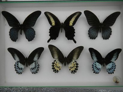 null Glass entomological box containing 6 specimens of the exotic diurnal lepidopteran...