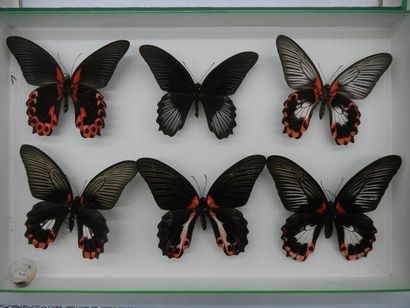 null Boîte entomologique vitrée comprenant 6 spécimens de lépidoptères exotiques...