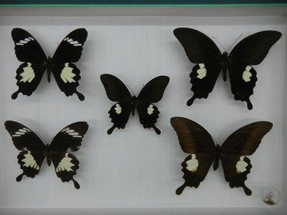 null Glass entomological box containing 5 specimens of the exotic diurnal lepidopteran...