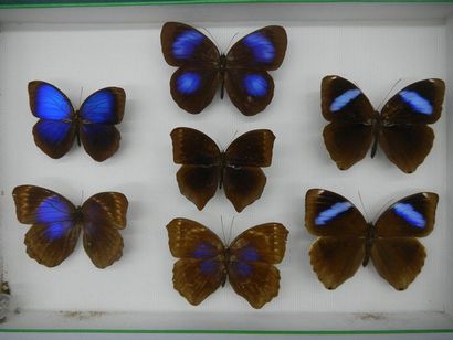 null Glass entomological box containing 7 specimens of exotic diurnal lepidoptera...