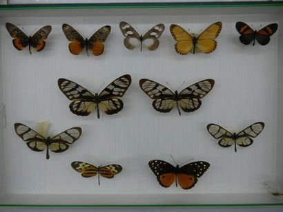 null Glass entomological box comprising 11 specimens of exotic diurnal lepidopterans...