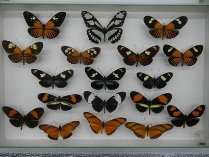 null Glass entomological box comprising 18 specimens of exotic diurnal lepidopterans...