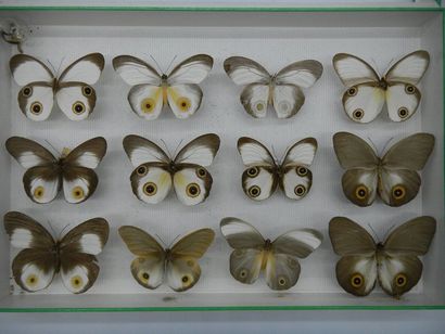 null Glass entomological box containing 12 specimens of the exotic diurnal lepidopteran...