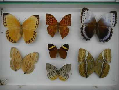 null Glass entomological box containing 7 specimens of exotic diurnal lepidoptera...