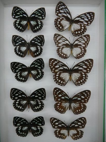 null Glass entomological box comprising 10 specimens of diurnal exotic lepidopterans...