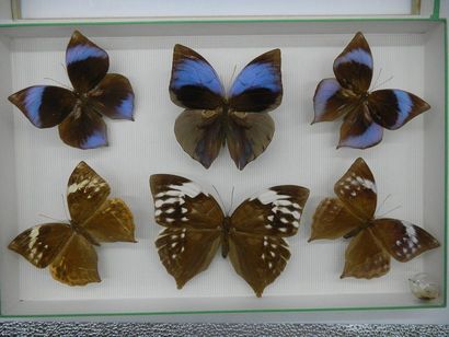 null Vitreous entomological box comprising 6 specimens of exotic diurnal lepidopterans...