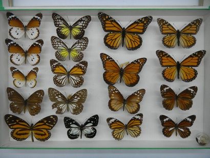 null Glass entomological box containing 18 specimens of exotic diurnal lepidoptera...