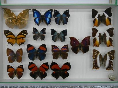 null Glass entomological box comprising 16 specimens of exotic diurnal lepidopterans...