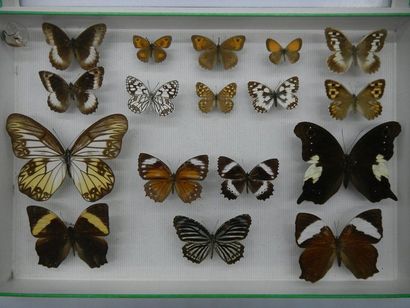 null Boîte entomologique vitrée comprenant 17 spécimens de lépidoptères exotiques...