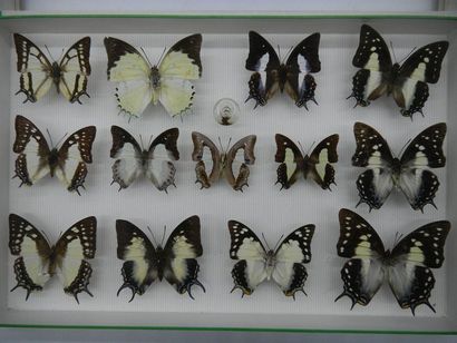 null Glass entomological box containing 13 specimens of the exotic diurnal lepidopteran...