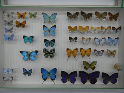 null Vitreous entomological box comprising 38 specimens of exotic diurnal lepidopterans...