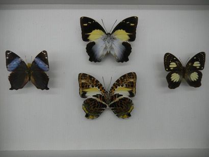 null Boîte entomologique vitrée comprenant 4 spécimens de lépidoptères exotiques...