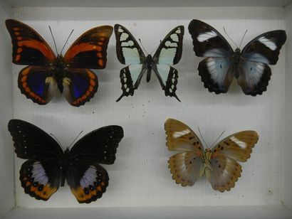 null Glass entomological box containing 5 specimens of exotic diurnal lepidoptera...