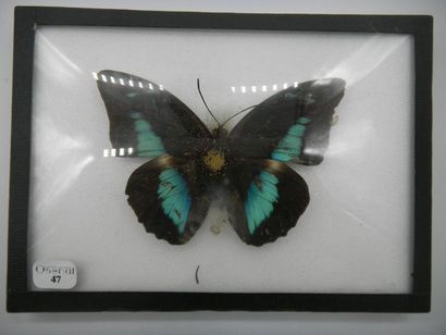 null Small glass frame containing 1 specimen of the diurnal lepidopteran Prepona...