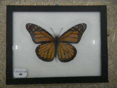 null Small glass frame containing 1 specimen of the day lepidopteran Danaus plex...