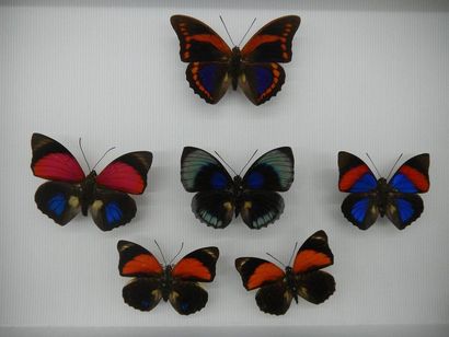 null Glass entomological box comprising 6 specimens of diurnal exotic lepidopterans...