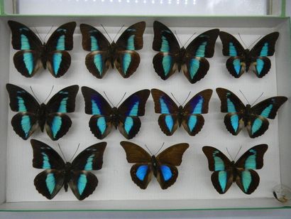 null Glass entomological box comprising 11 specimens of diurnal exotic lepidopterans...