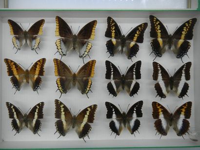 null Glass entomological box containing 12 specimens of diurnal exotic lepidopterans...