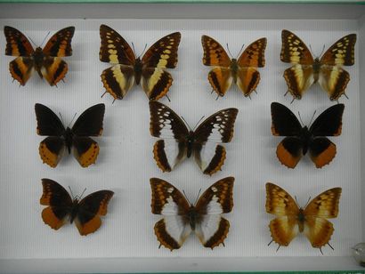null Glass entomological box comprising 12 specimens of diurnal exotic lepidopterans...