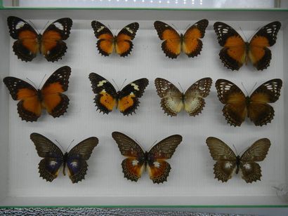null Glass entomological box containing 11 specimens of diurnal exotic lepidopterans...
