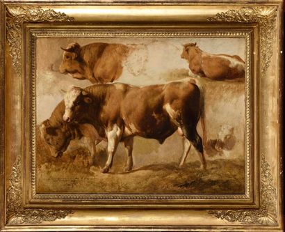 null Attribué à BRASCASSAT (1804-1867) Étude de taureaux Huile sur papier marouflé...